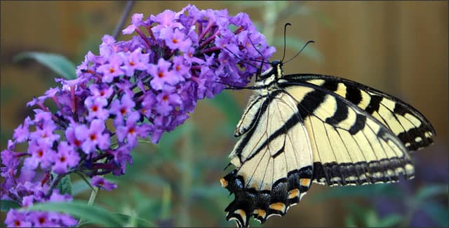Butterfly on butterfly bush