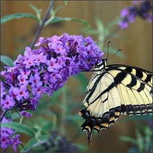 Butterfly bush