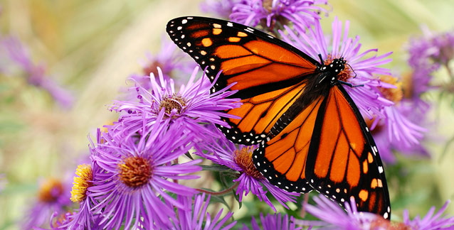 Plants that attract butterflies