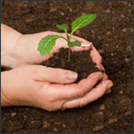 cabbage seedling - Deep Root Aeration Tubes | Rootwell Cabbage seedling