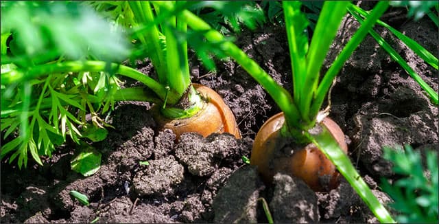 Carrots growing in ground