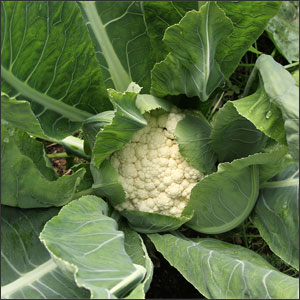 How to Grow Cauliflower 