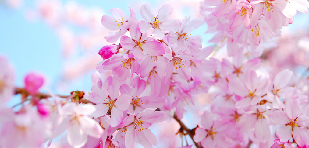Cherry blossom festivals