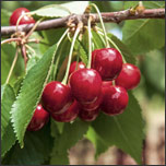 Cherry tree