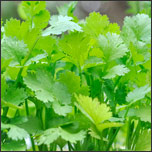 chervil herb - Deep Root Aeration Tubes | Rootwell Chervil herb