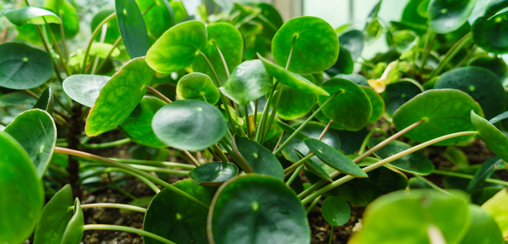 Chinese money plants