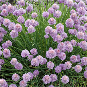 How To Grow Chives 