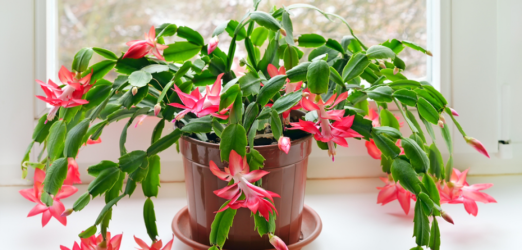 Christmas cactus