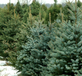 Christmas tree farms