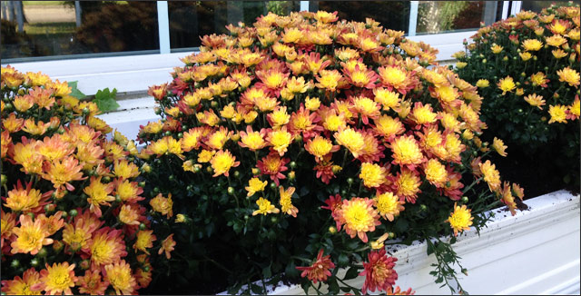 Chrysanthemum  plants