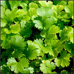 Cilantro herb