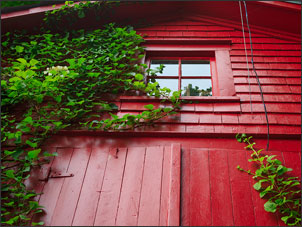 Climbing hydrangea growing up the side of a red barn.