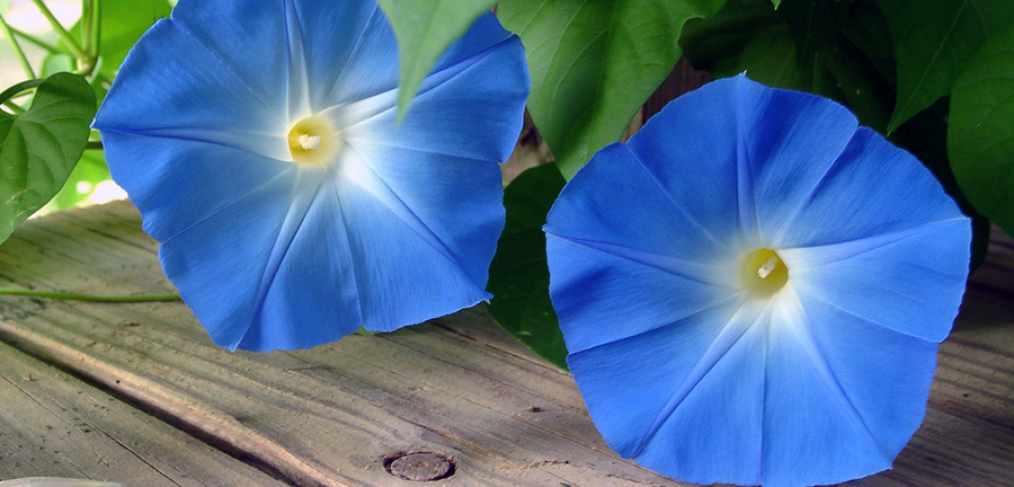 Morning glory climbing plants