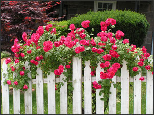 climbing roses - Deep Root Aeration Tubes | Rootwell