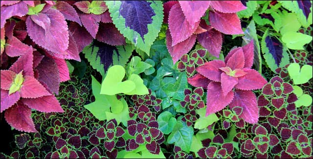 Colorful varities of coleus