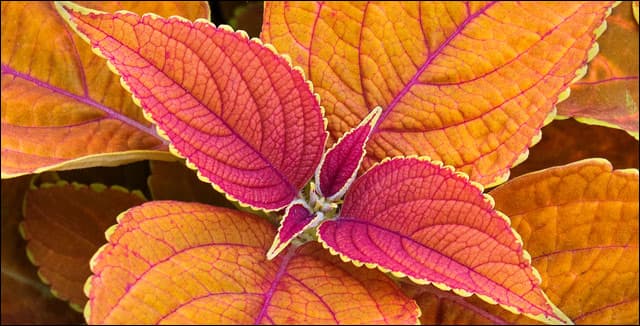 Coleus - bright orange and red.