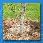 How to help trees grow in compacted soil