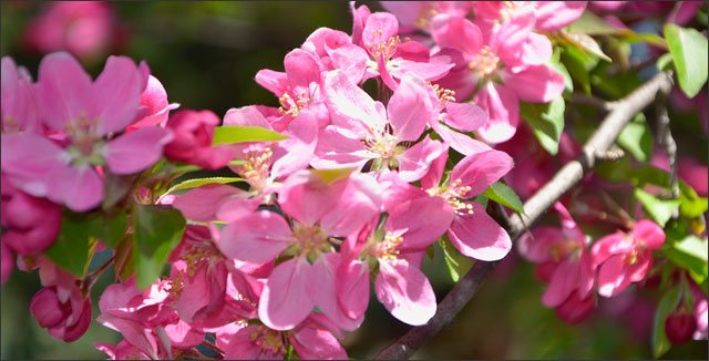 Pink Crabapple Blossoms