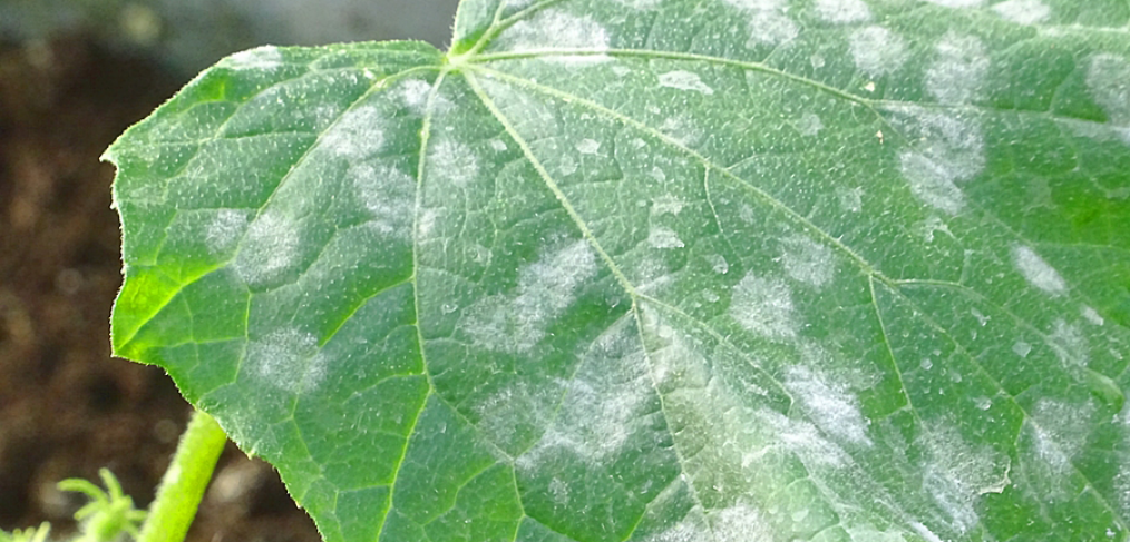 Cucumber leaf with powdery mildew is a common vegetable garden problem