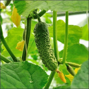 How to Grow Perfectly Mouth Watering Cucumbers