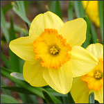 daffodilsx150