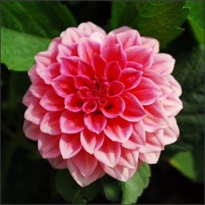 Pink dahlia