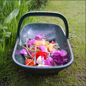Deadheading Made Easy - How to Supercharge Your Garden