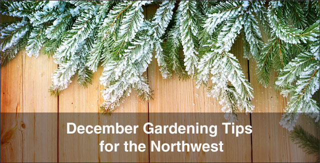 December Gardening Tips for the Northwest