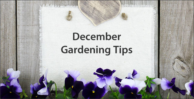 December Gardening Tips for the Southwest