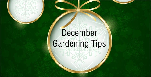 December gardening tips