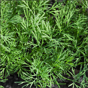 dill-herb