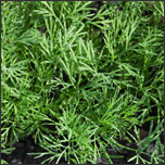 Dill