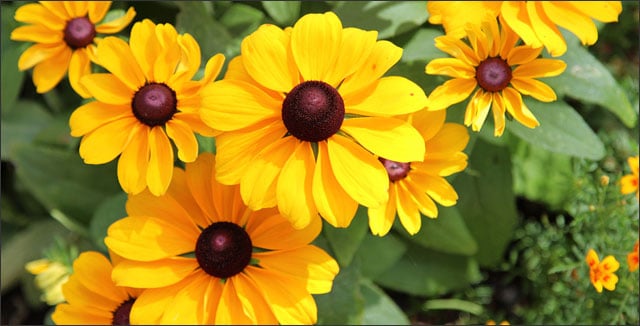 17 Drought Tolerant Annuals and Perennials