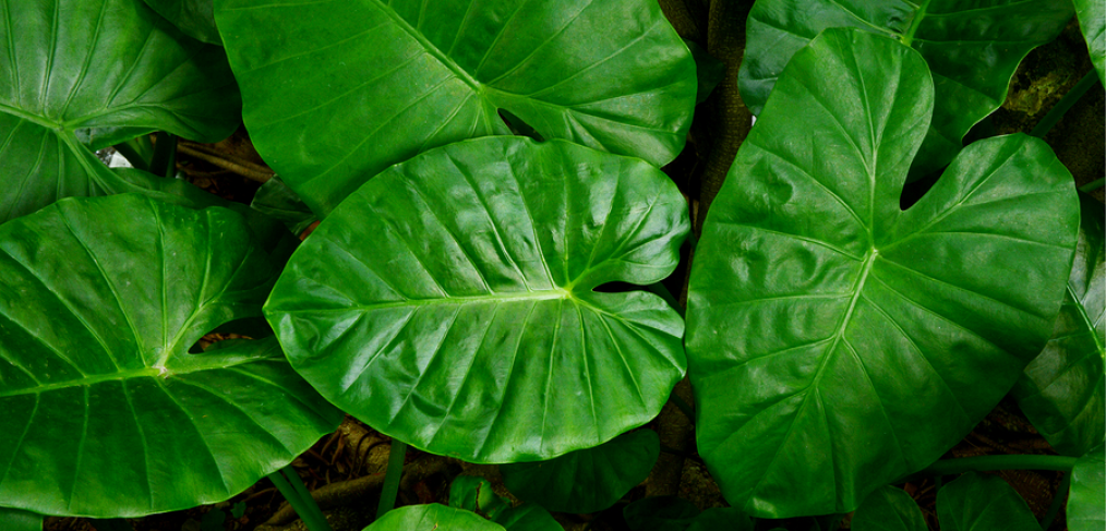 Elephant Ears: Exotic Leafy Plants to Grow Indoors or Out