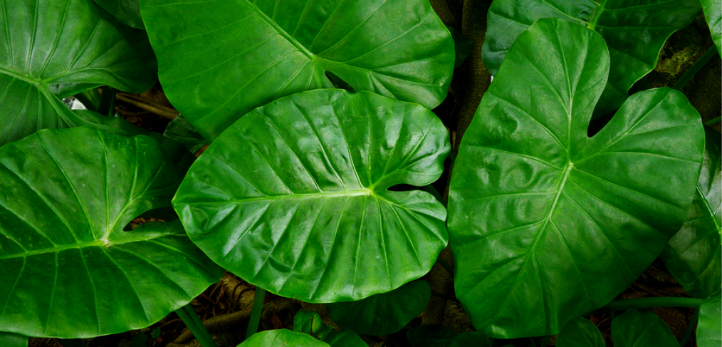 Elephant ears (Colocasia) plant