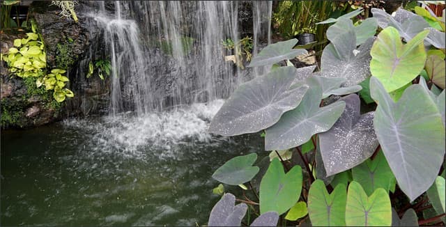 Colocasia Esculenta plants (elephant ears)