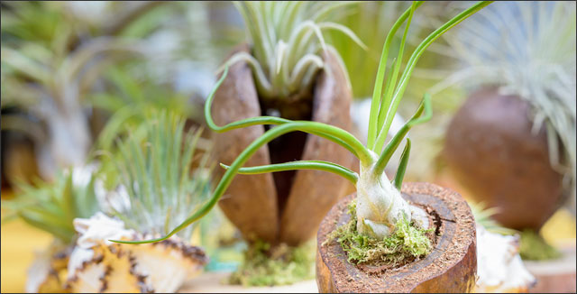 9 Tips for Growing Exotic Air Plants Anywhere | Rootwell Products Inc.