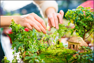 Creating a fairy garden
