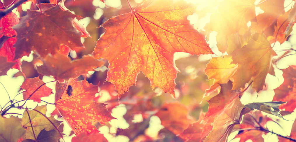 Fall Gardening Guide What To Plant In The Fall Season