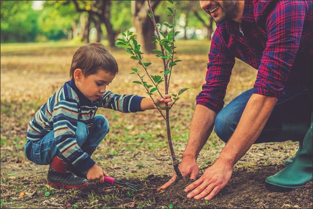 Boy and father planting tree depicting fast growing trees