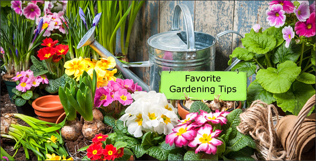 Favorite Gardening Tips
