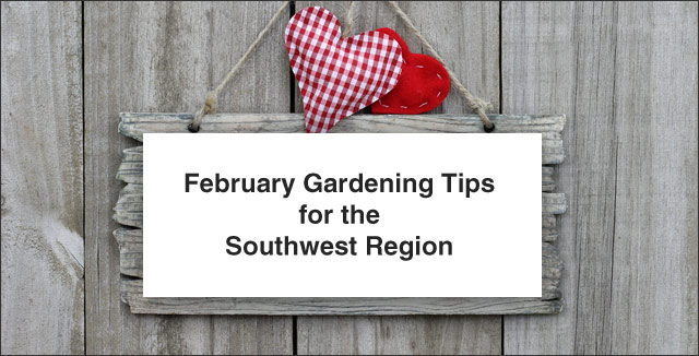 February gardening tips- Southwest