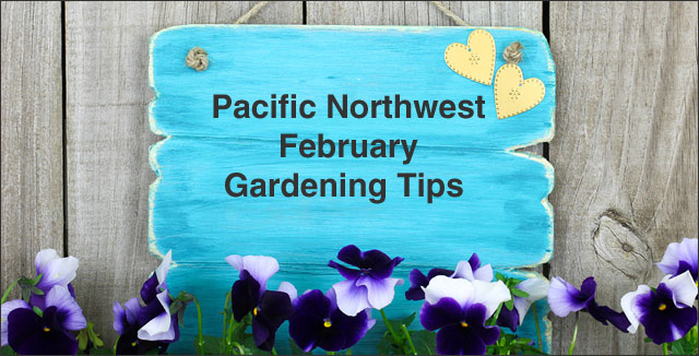Pacific Northwest Febuary gardening tips
