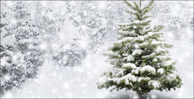 Fir tree in the snow