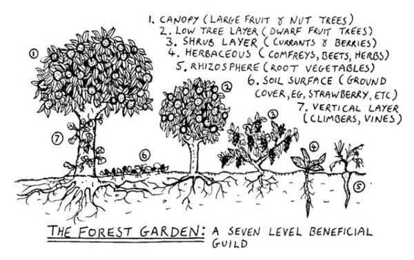 Food Forests What Are They And How Do They Function