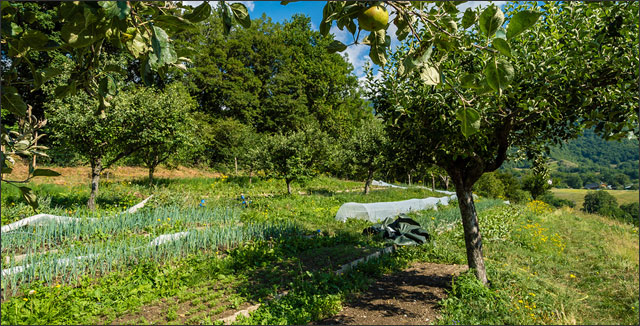 Food forests example