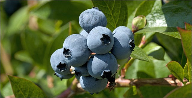 Foraging wild blueberries