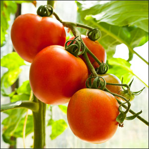 fresh tomatoes - Deep Root Aeration Tubes | Rootwell Fresh tomatoes