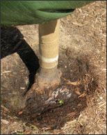 Tree watering bags compaction results