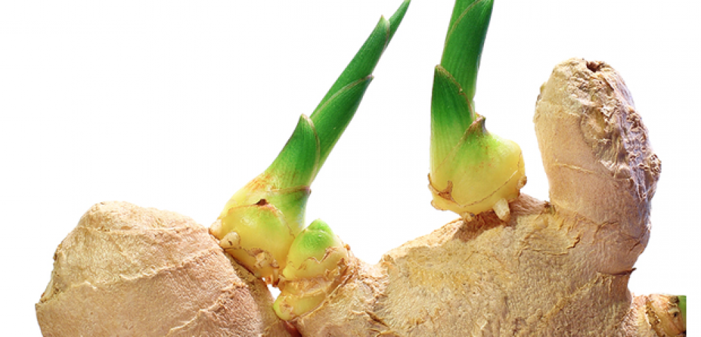 How to Easily Grow Ginger in Your Backyard